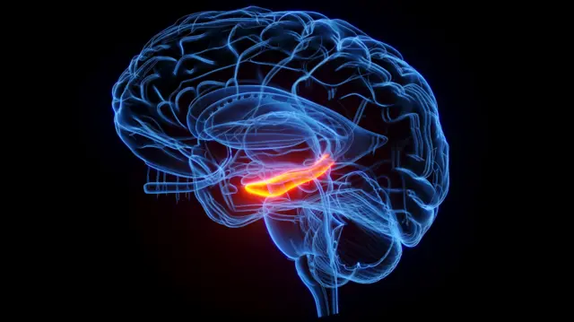 Hipokampus bölgəsi