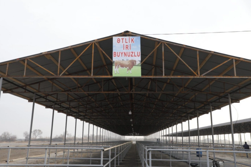 İmişlidə heyvan satışı bazarı açılıb