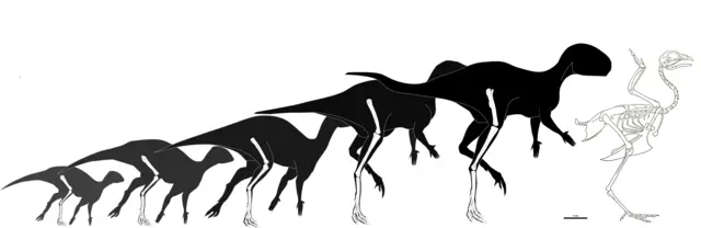 Foskeia pelendonum ölçüsünə görə toyuğa bənzəyir