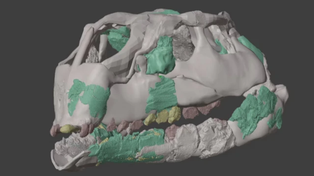 Tədqiqatçılar kiçik dinozavrın kəlləsinin 3D modelini hazırlayıblar. 