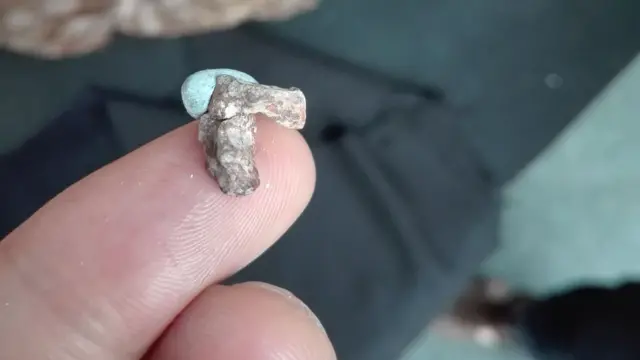 Yeni tədqiqatda Foskeia pelendonum-un kəllə tağı və beyin qutusundan götürülmüş birləşmiş sümüklər (yəni oynaq vasitəsilə bir-birinə bağlı sümüklər) təhlil edilib.