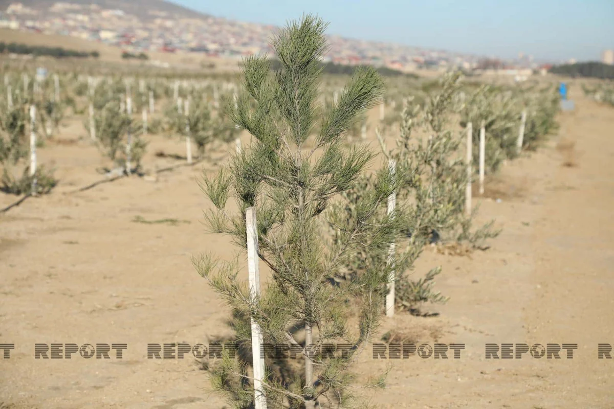 Azərbaycanda 2025-ci ildə meşəbərpa tədbirlərinin həcmi 1,8 % azalıb