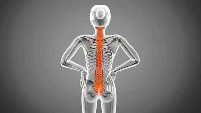 İnsan onurğası normalda 33 fəqərədən ibarətdir. Kəllə sümüyünün əsasından çanağın üst hissəsinə qədər uzanır və aşağıdakı doqquz fəqərə bir-biri ilə birləşir.