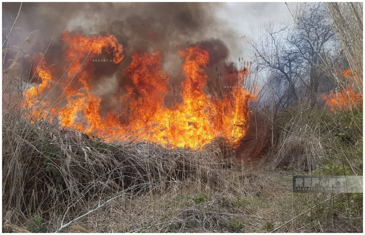 Göyçayda qamışlıq və yabanı kolluq ərazidə yanğın olub