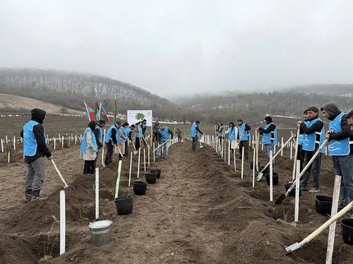 IDEA Tovuz və Goranboyda kütləvi ağacəkmə aksiyası təşkil edib