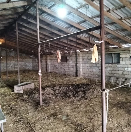 Biləsuvarda 205 kq qanunsuz at satışının qarşısı alınıb